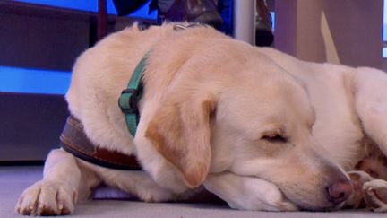 Monty est le 1000e chien à avoir été formé à l’école de Chiens Guides de Paris. Un talent qui a inspiré à son maître un roman éponyme. (FRANCEINFO)