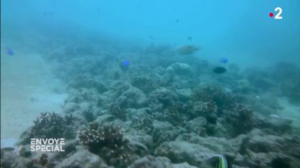 Envoyé spécial. Il redonne vie au corail en le collant aux rochers... à la glu