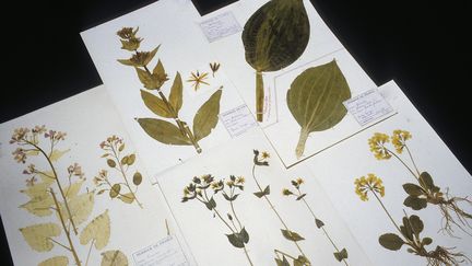 Un herbier de plantes anciennes conservé au Muséum d'histoire naturelle de Paris, le 25 septembre 2016. (AFP)