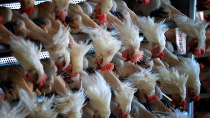 Des poules apr&egrave;s abattage dans un abattoir de Montrevel-en-Bresse (Ain) en octobre 2005. (JEAN-PHILIPPE KSIAZEK / AFP)