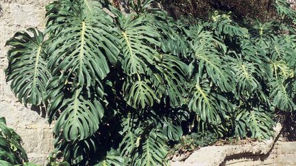 Monstera déliciosa, ou&nbsp;Philodendron, à l'état sauvage. (DEA / A. MORESCHI / DE AGOSTINI EDITORIAL / GETTY IMAGES)