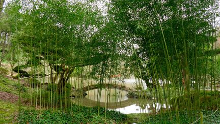 Une utilisation maîtrisée du phyllostachys, au Parc oriental de Maulévrier (Maine-et-Loire) (ISABELLE MORAND / RADIO FRANCE)