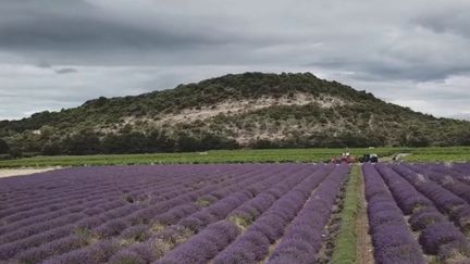 Agriculture : la surproduction de lavandin fait baisser les prix