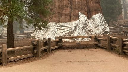 Le séquoia General Sherman enveloppé dans de l'aluminium, le 16 septembre 2021 à Sequoia (Etats-Unis). (NATIONAL PARK SERVICE / AFP)