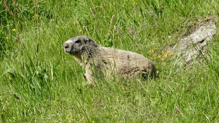 Une marmotte à Eygliers (Hautes-Alpes). (CÉDRIC FRÉMI / FRANCE BLEU PROVENCE / RADIO FRANCE)