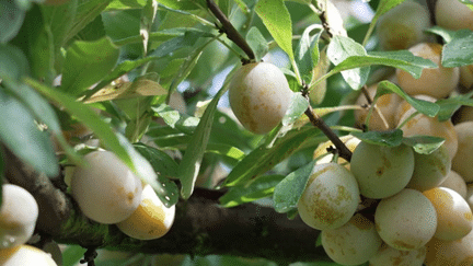 Gastronomie : la mirabelle, le fruit d'or de la Lorraine