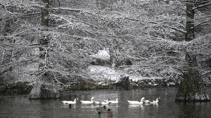 Des cygnes nagent près des arbres enneignés&nbsp;du parc du Retiro, à Madrid, le 7 janvier 2021. (GABRIEL BOUYS / AFP)