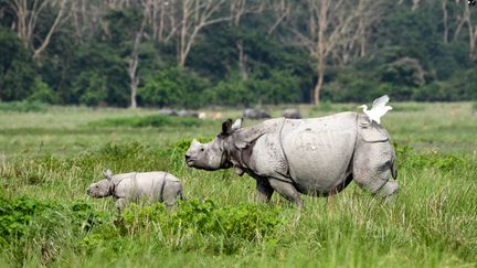 Un rhinocéros adulte et son petit dans une réserve en Inde. (BIJU BORO / AFP)