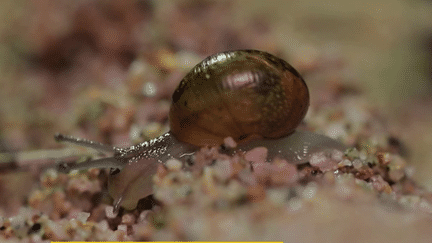 La Corse héberge une espèce d'escargots n'existant nulle part ailleurs sur Terre. Les tentatives pour le protéger de l'extinction ont pour l'heure des résultats mitigées. La problématique se pose pour l'ensemble de la faune en France. (FRANCEINFO)