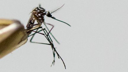 Un moustique de la famille Aedes, qui transmet le virus Zyka, de dengue, et du chikungunya. (WILLIAM VOLCOV / BRAZIL PHOTO PRESS / AFP)