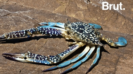 VIDEO. Surnommés "Daesh", ces crabes bleus étaient une malédiction pour les pêcheurs&nbsp; (BRUT)