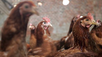 Consommation : le marché du poulet français en difficulté