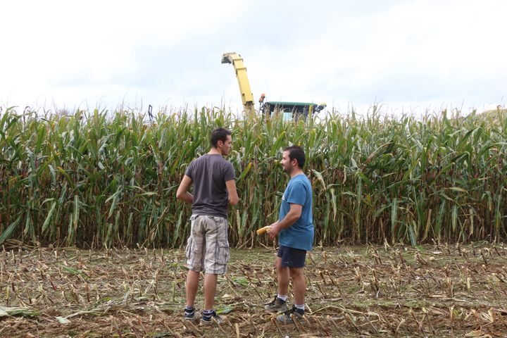 Florent Leportier (à gauche) et Côme Delaunay (à droite), devant un champ de maïs appartenant à l'exploitation de Côme, le 27 septembre 2017 à Faverolles (Orne).&nbsp; (VALENTINE PASQUESOONE / FRANCEINFO)