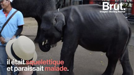 En Thaïlande, la mobilisation de l'organisation Moving Animal, qui avait tiré la sonnette d'alarme, n'a pas suffi à sauver l'éléphant. L'animal a été surnommé "Dumbo" par l'association. (BRUT)