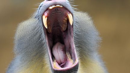 Un mandrill baille au zoo de Dresde (Allemagne), le 12 mars 2013. (MATTHIAS HIEKEL / DPA)