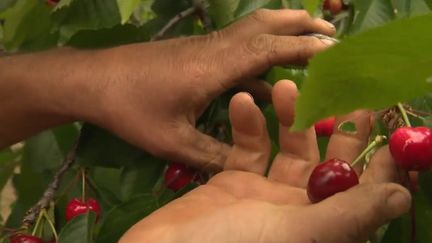 Pyrénées-Orientales : les premières cerises de Céret sont arrivées