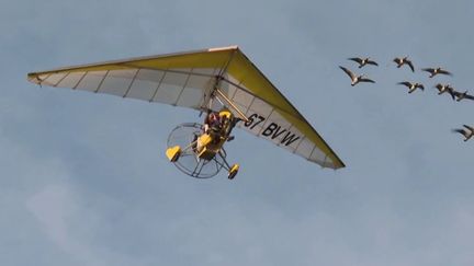 Insolite : en Alsace, un pilote d'ULM propose de s'envoler avec des oies (FRANCE 3)