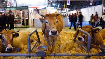 Une vache Mirandaise au Salon de l'agriculture, le 26 f&eacute;vrier 2015, &agrave; Paris. (LOIC VENANCE / AFP)