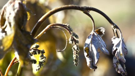 Une branche de vigne gelée. (PHILIPPE ROY / PHILIPPE ROY)