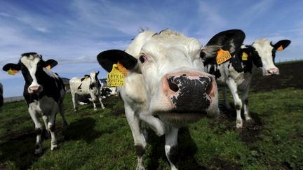 &nbsp; (Une vache espagnole©REUTERS/Eloy Alonso)