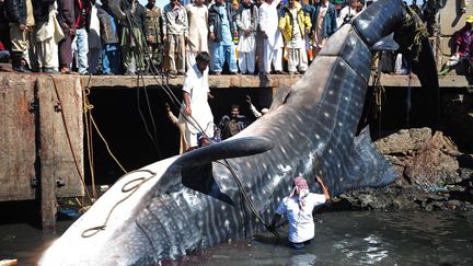 Des p&ecirc;cheurs hissent hors de l'eau une carcasse de requin-baleine pesant environ 7 tonnes retrouv&eacute; mort dans le port de Karachi (Pakistan), le 7 f&eacute;vrier 2012. (ASIF HASSAN / AFP)