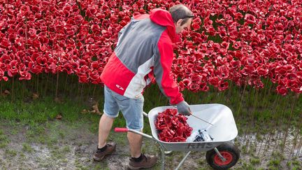 Des volontaires enl&egrave;vent les&nbsp;888 246 coquelicots en c&eacute;ramiques install&eacute;s pour comm&eacute;morer les victimes de la Premi&egrave;re guerre mondiale &agrave; Londres (Royaume-Uni), le 12 novembre 2014. (MAXPPP)