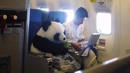 Voyage d'un Panda dans un avion. En 2013 un panda a été offert au Japon par la Chine (uwer89j)