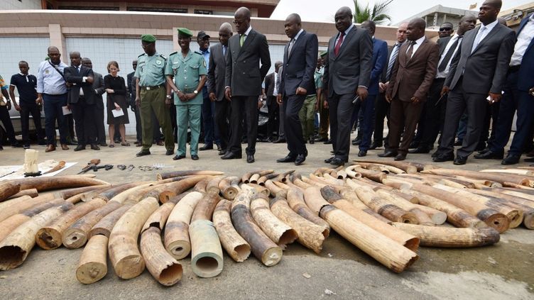 En Afrique, l'ivoire des éléphants n'est toujours pas à vendre