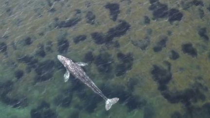 Un baleineau surnommé Wally erre dans les eaux de la Méditerranée depuis plusieurs jours. (CAPTURE ECRAN FRANCE 2)