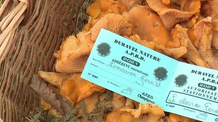 Dans le Lot, les amateurs de champignons se réjouissent des conditions météo de l'été. On y trouve même des cèpes, fait rare pour la saison.&nbsp; (CAPTURE ECRAN FRANCE 3)