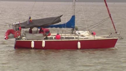 Guyane : des dauphins s'attaquent à un bateau et le suivent pendant trois jours