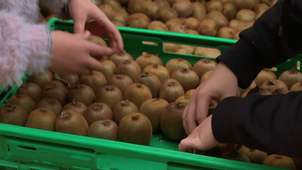 La France est le troisième producteur de kiwi en Europe. Dans le Maine-et-Loire, un producteur propose à ceux qui le souhaitent de venir les cueillir en échange de tout petits prix.