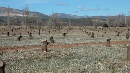 Agriculture : la sécheresse met à mal la culture d'abricots (France 2)