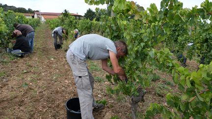 Des vendangeurs dans le Forez en septembre 2019.&nbsp; (FR?D?RIC CHAMBERT / MAXPPP)