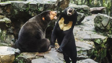 Chine : un zoo dément que l'un de ses ours soit un humain déguisé