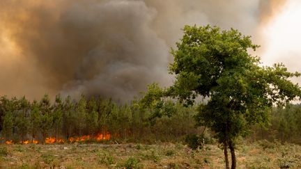 La forêt en flammes à Hostens en Gironde, le 11 août 2022.&nbsp; (LAURENT PERPIGNA IBAN / HANS LUCAS / AFP)