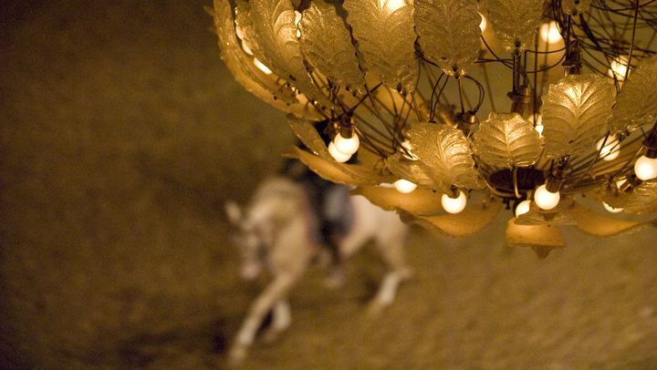 La voie de l'écuyer Opus 2009-2010 à l'Académie du spectacle équestre et du Manège de la Grande Ecurie du Château de Versailles en novembre 2009, France.&nbsp; (FRANCOIS GOUDIER / GAMMA-RAPHO)