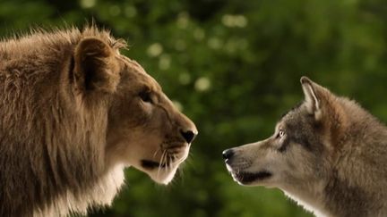 Cinéma : dans les coulisses du tournage hors normes du film "Le loup et le lion"