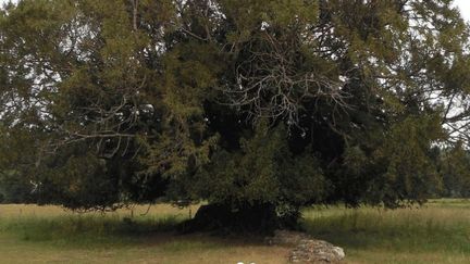 L'if,&nbsp;sur le site de l’Abbaye de Waverley, vieux de 500 ans, élu arbre de l’année 2022 en Grande-Bretagne, sur le compte Instagram de Woodlandtrust. (CAPTURE D'ECRAN)