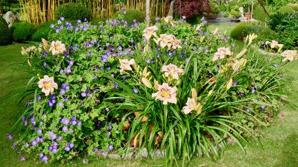 Dans le jardin de Guénolé Savina (Le jardin Kériel, en Bretagne), une belle association d'hémérocalles et de géraniums vivaces.&nbsp; (ISABELLE MORAND / RADIO FRANCE)