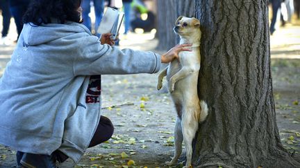 Une femme fait poser son chien &agrave; P&eacute;kin (CHine), le 3 novembre 2013. (WANG ZHAO / AFP)