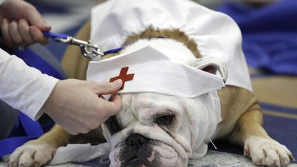 Gracie, une des participantes au 33e concours du plus beau bouledogue &agrave; Des Moines (Iowa), le 23 avril 2012. (CHARLIE NEIBERGALL / AP / SIPA)