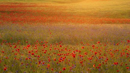 Festival "Sentiers de la photo", une exposition photographique à ciel ouvert dans les Vosges (SANDRA BARTOCHA)