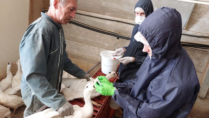 Des canards vaccinés d'un élevage du Gers subissent leur test mensuel pour savoir si le virus de la grippe aviaire circule, le 5 octobre 2024. (SOLENNE LE HEN / RADIO FRANCE)