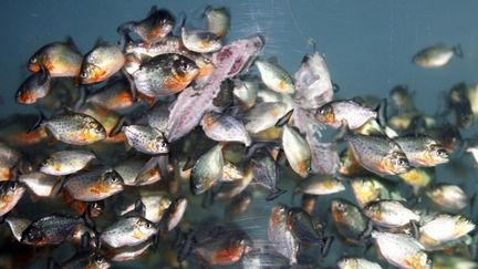 Les piranhas se d&eacute;placent en groupes et n'attaquent pas fr&eacute;quemment les baigneurs. Ils sont g&eacute;n&eacute;ralement attir&eacute;s par les blessures et le sang. (ADEK BERRY / AFP)