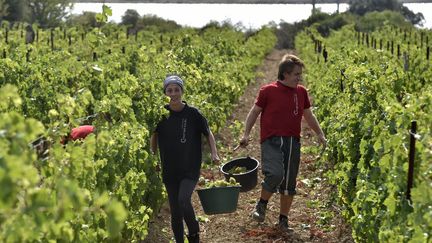 Deux personnes collectent des grappes de muscat pendant les premières vendanges de l'année au Champs des Soeurs à Fitou le 5 oaût 2021. (RAYMOND ROIG / AFP)