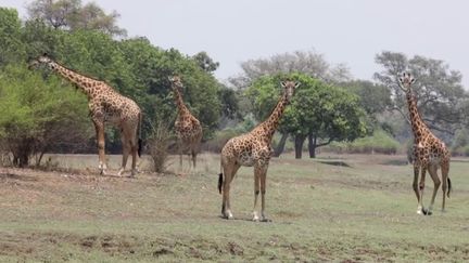 En Zambie, il existe un safari des plus particuliers : un circuit totalement à pied, qui permet d'être au plus près des animaux, sans les déranger. Reportage. (CAPTURE ECRAN FRANCE 2)