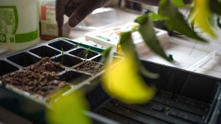 En échangeant avec ces experts de la pharmacopée forestière, il espère trouver de nouvelles plantes à ajouter à son compost qui est, selon lui, bien plus efficace que les engrais et pesticides chimiques. (FLORENT VERGNES / AFP)