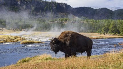 Un bison dans le parc national américain Yellowstone, en septembre 2015. (GARY COOK / ROBERT HARDING PREMIUM / AFP)