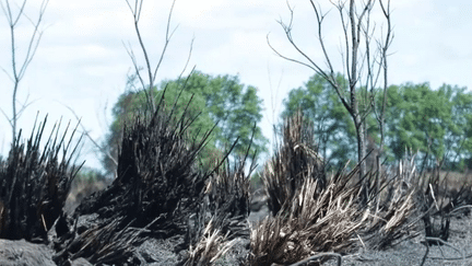 Dans les Pyrénées-Orientales, le feu a déjà fait des dégâts, jeudi 11 mai. Il pourrait être particulièrement ravageur pendant l'été, alors qu'une forte sécheresse devrait toucher le département. (franceinfo)